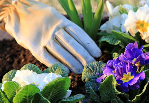 Close-up of hands pruning roses in a garden